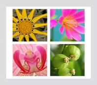 bloemen, bloem, schilderij, print op canvas, origineel, decoratie muur