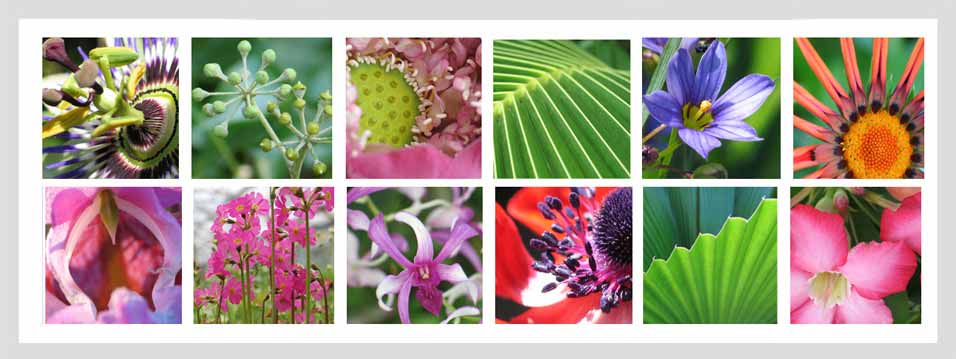 bloemen, bloem, macro, foto, foto's, print, canvas, digitaal, schildersdoek, schilderij, creatief, decoratief, trendy, mode, trends, design, kleuren, monique van liempd, Dordrecht, formaat, leuk, mooi, sfeervol, kunst, Q 